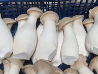 We offer King Oyster mushrooms, different sizes. Please contact