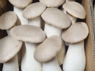 Setas ostra frescas (Eryngii) a la venta. Varios tamaños.