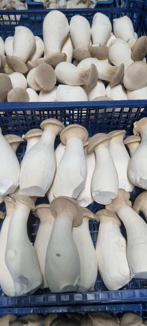 Setas ostra frescas (Eryngii) a la venta