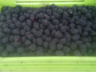 Vendo moras de la variedad dulce Tri Krone y