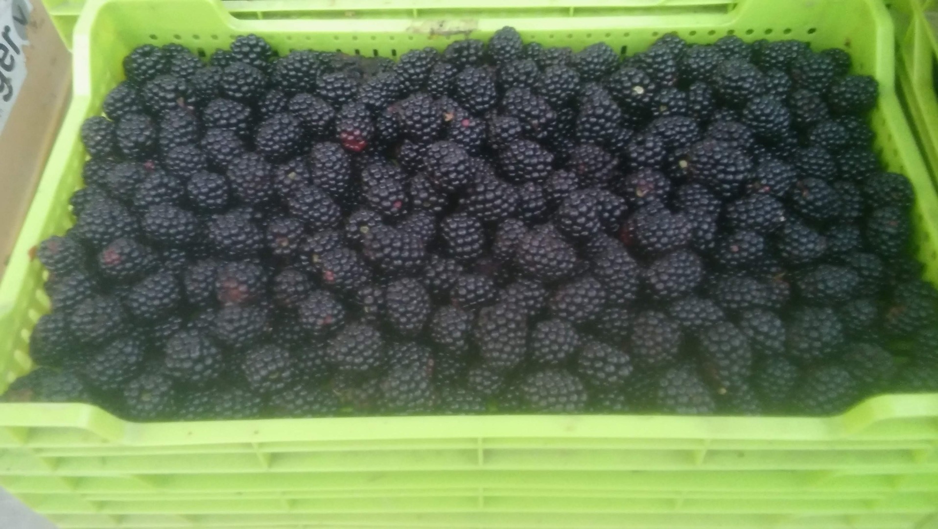 Vendo moras de la variedad dulce Tri Krone y Loh Nes, calidad superior, disponibles frescas o congeladas en cajas, precio por fresco 2,5 euros y congelado 3