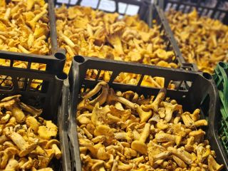 Rebozuelos frescos disponibles 500kg