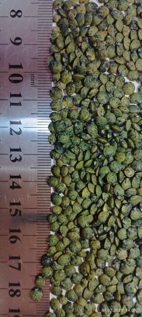 La Planta de Productos de Pan Tiraspol CJSC comercializa lentejas marmóreas Puy, de producción propia, una variedad de lenteja de alta calidad que se distingue