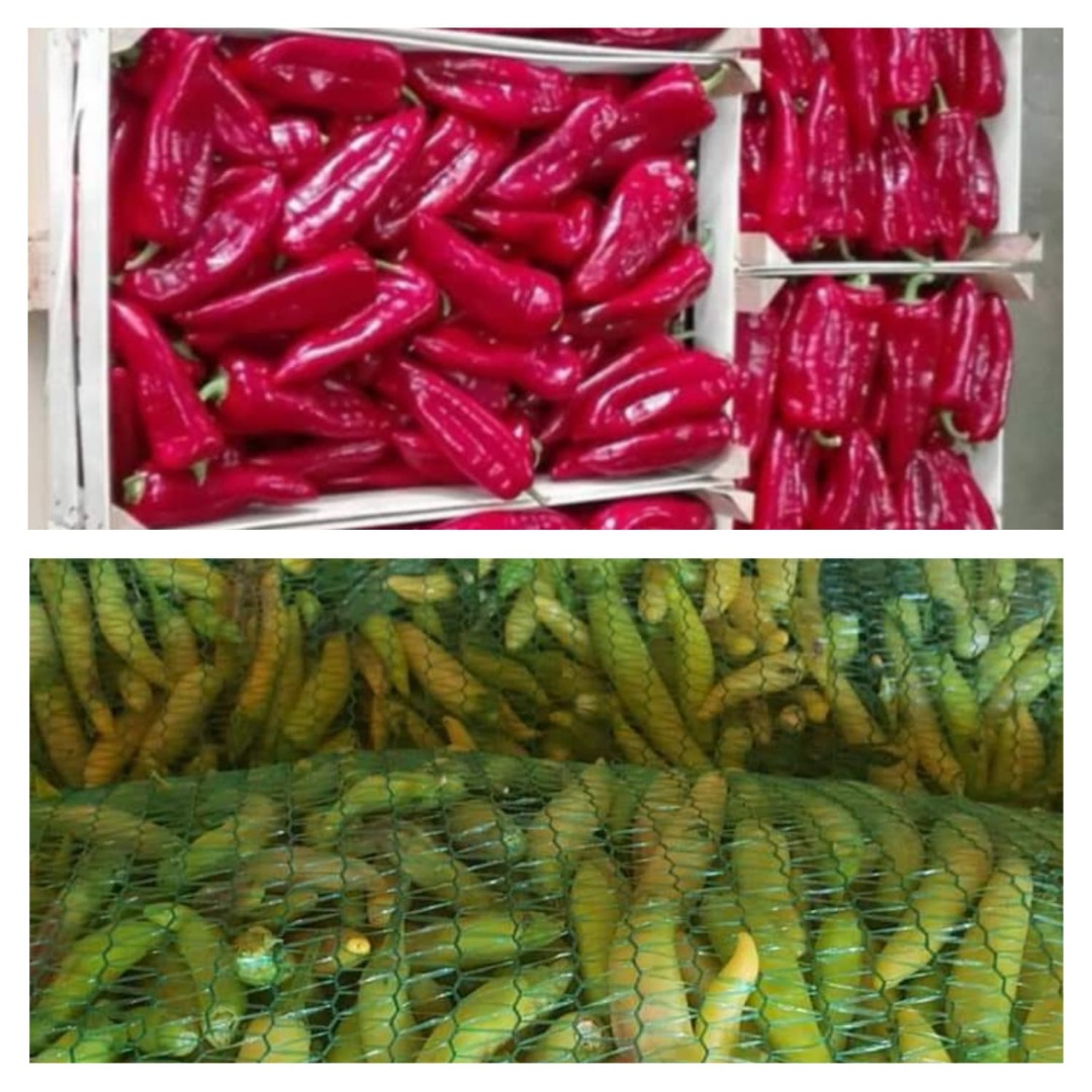 De agosto a octubre, ofrecemos pimiento rojo kapia para la industria y consumo en fresco, envasado en cajas y cajones