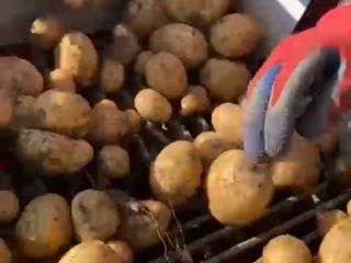 Vendo papas al consumidor en grandes cantidades, ¡más de