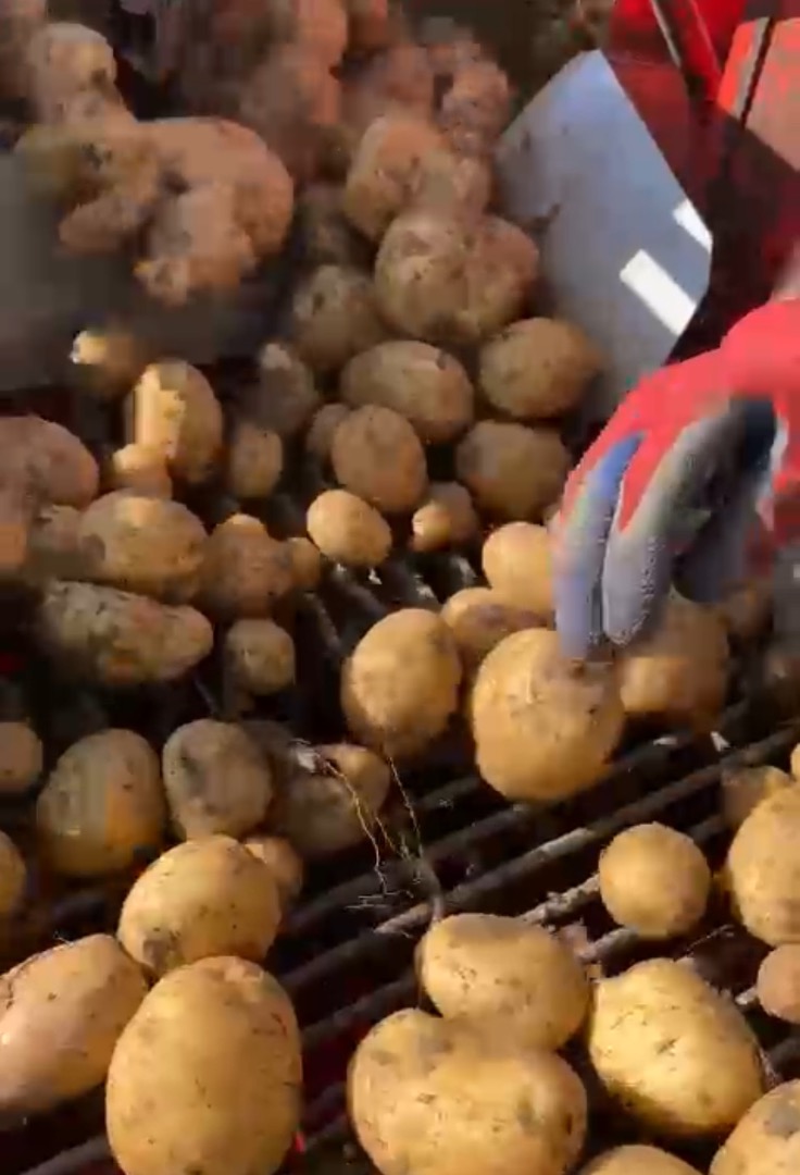 Vendo papas al consumidor en grandes cantidades, ¡más de 100 toneladas por caja-palet! Las papas están clasificadas y se pueden colocar en bolsas grandes o