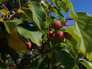 Categoría: Fruta → Kiwi → Kiwi de fruta fresca
