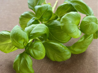 Necesitamos un suministro de albahaca genovesa (Ocimum basilicum) durante