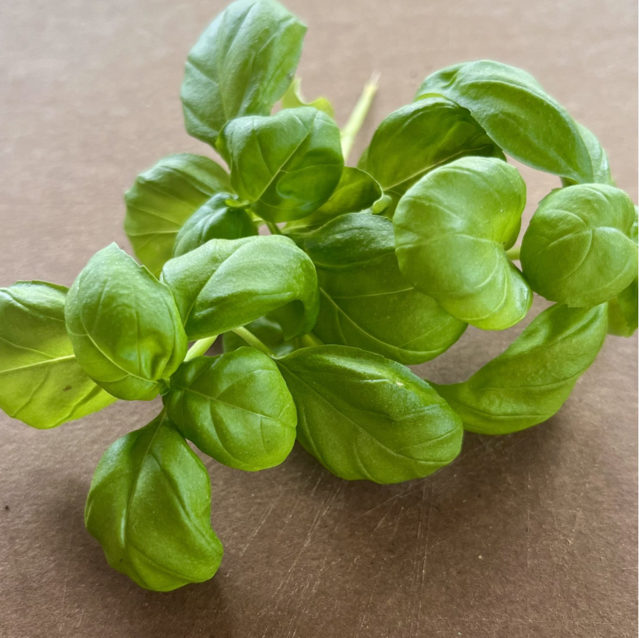 Necesitamos un suministro de albahaca genovesa (Ocimum basilicum) durante todo el año