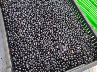 Hola, quiero comprar entre 200 y 400 kg de