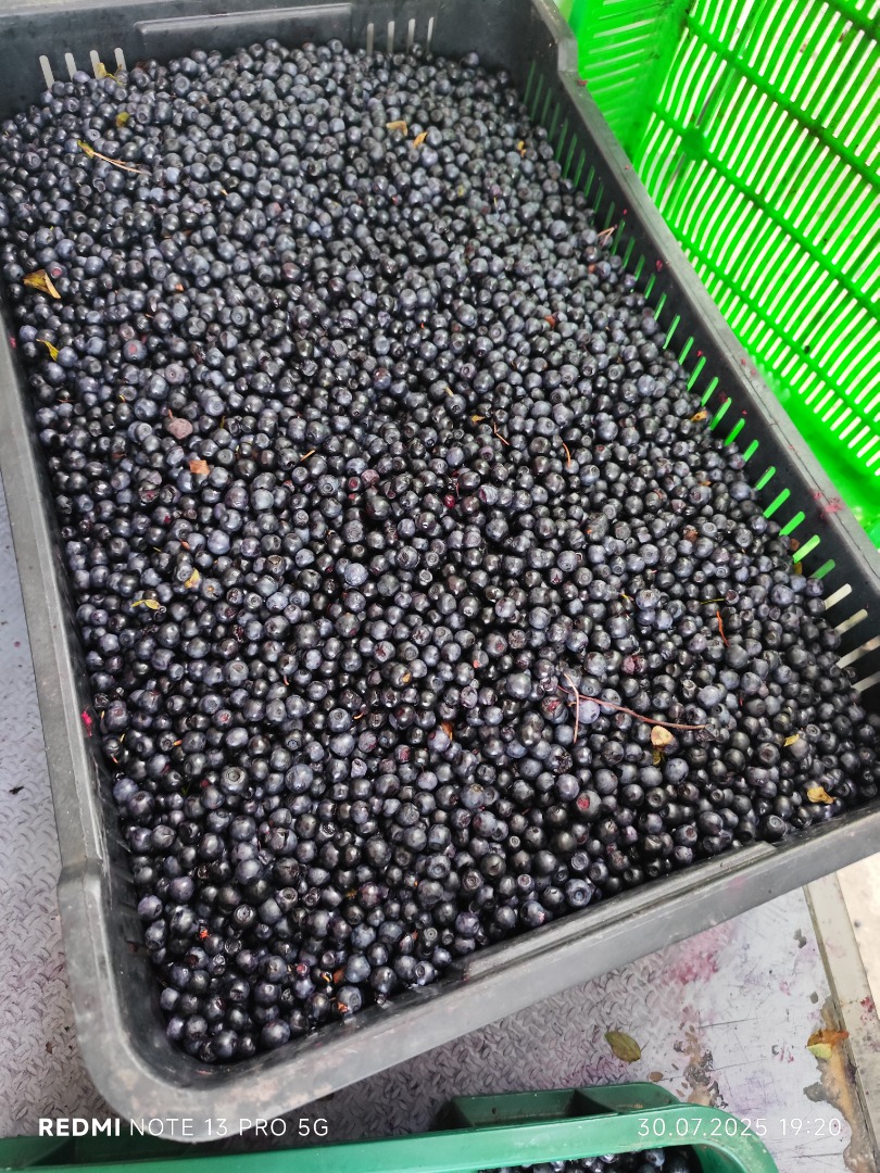 Hola, quiero comprar entre 200 y 400 kg de arándanos silvestres al día