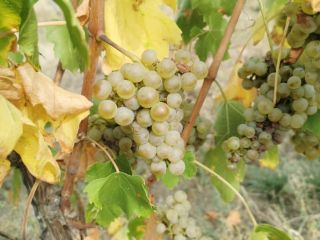 Uvas húngaras de alta calidad, como Leányka/Dziewczynka (blanca, variedad