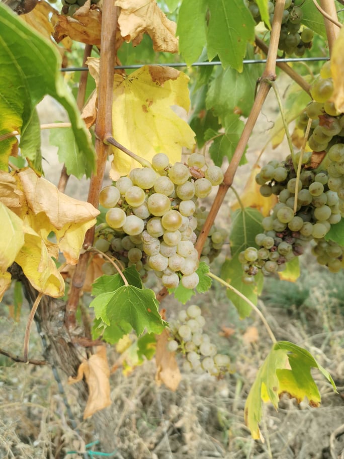 Uvas húngaras de alta calidad, como Leányka/Dziewczynka (blanca, variedad húngara), Blauburger, Lemberger, Merlot, Pinot Noir, Pinot Gris, Cabernet Sauvignon