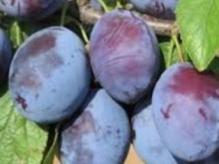 Se vende ciruela Cacanska Lepotica, de mi propio huerto.
