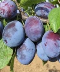 Se vende ciruela Cacanska Lepotica, de mi propio huerto