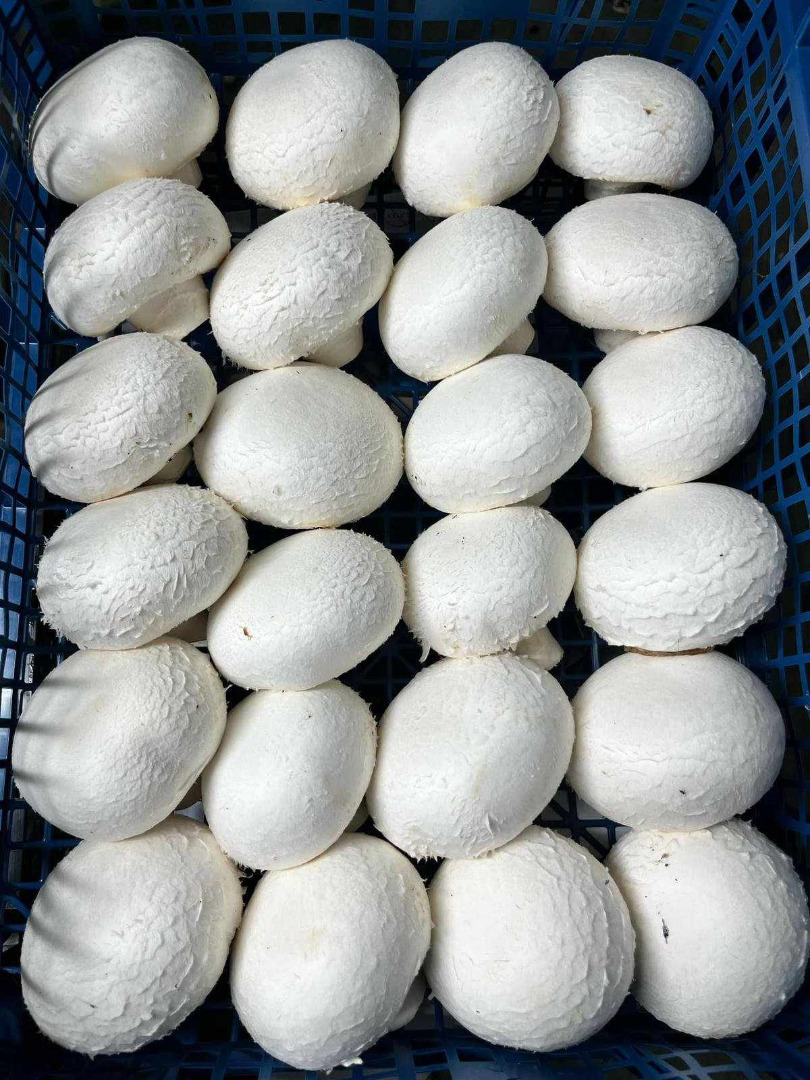 Vendo champiñones blancos, marrones, portobello, planos y ostra