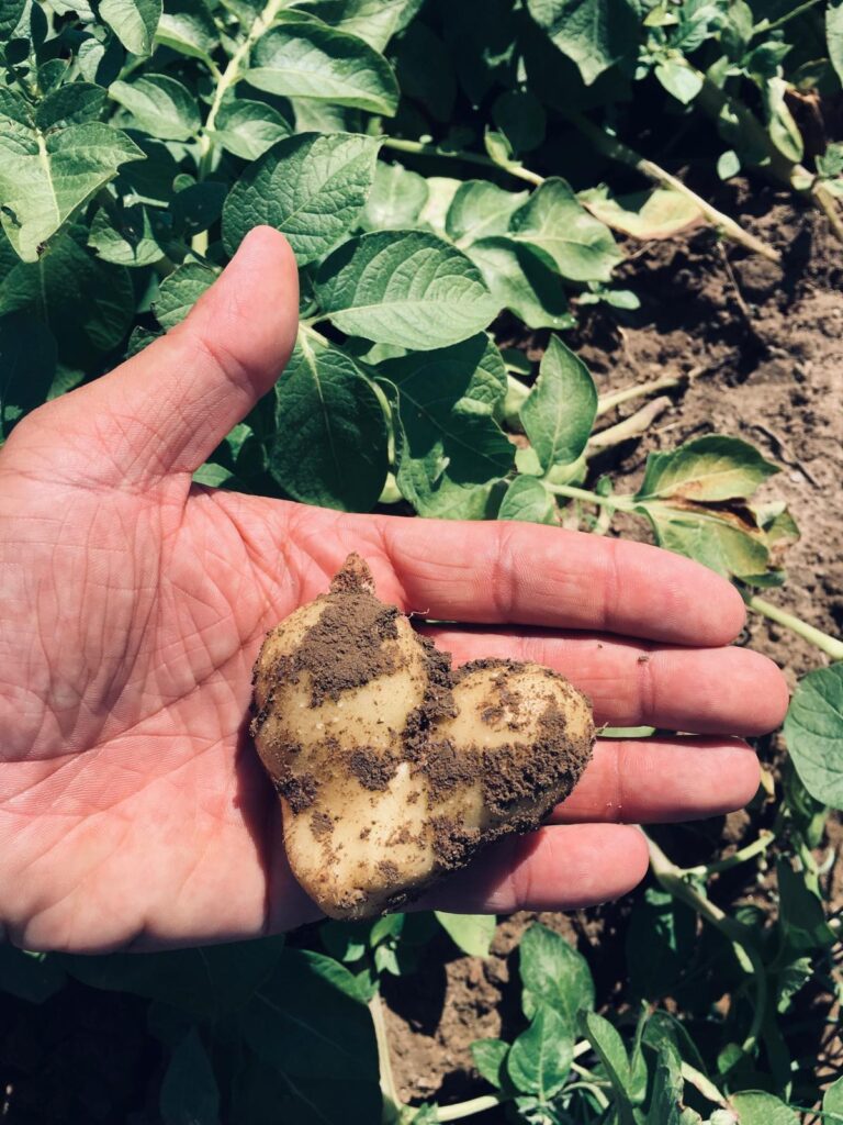 Ponc ofrece papas comestibles a la venta: frescas, sabrosas y saludables, ¡directamente de su propia granja! Variedades ideales para cocinar, hornear, papas