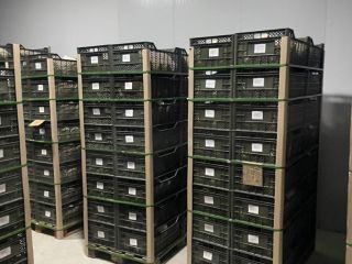 Exportación de melón fresco de Uzbekistán 1 kg -