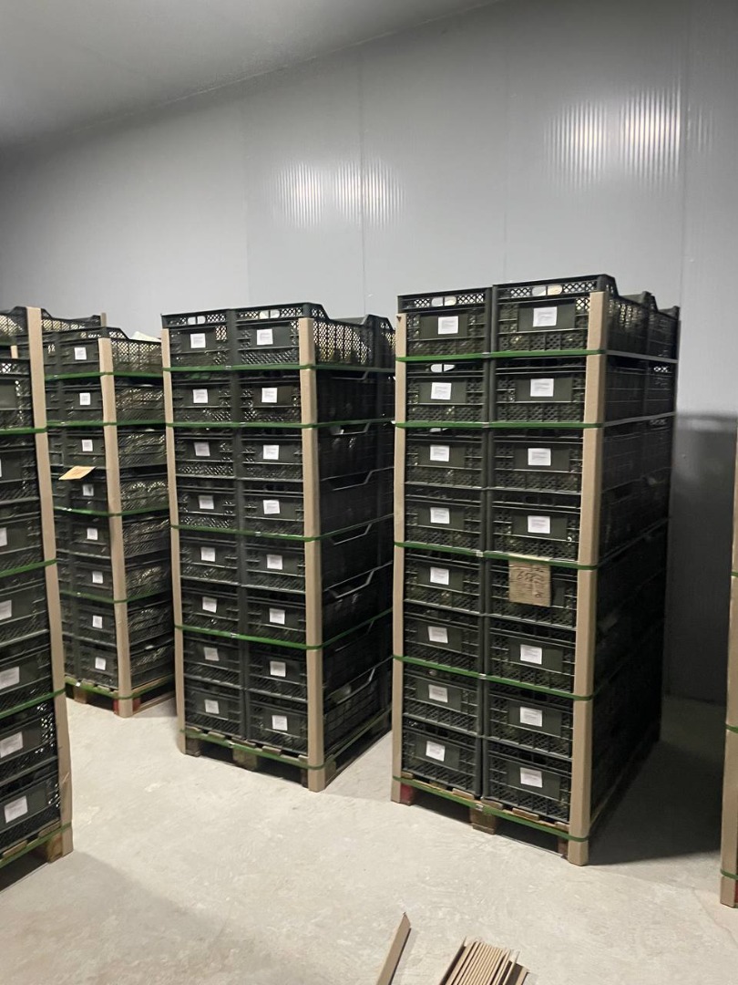 Exportación de melón fresco de Uzbekistán 1 kg - 3,4 euros Producto congelado Cereza con hueso - 2,3 kg Cereza sin hueso - 4,7 kg Frambuesa partida - 2,85 kg