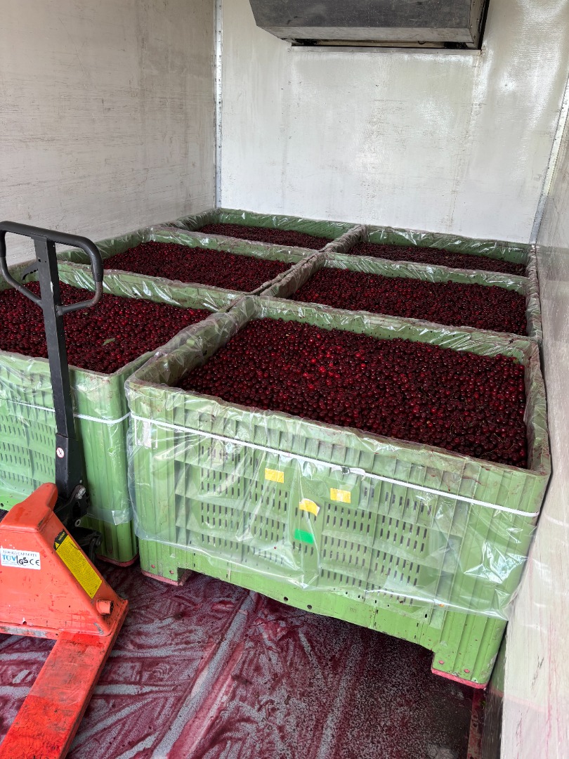 Esta temporada, ofrecemos guindas de calidad industrial de la variedad Łutówka de nuestros propios huertos