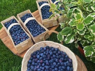 Arándanos directamente de una plantación local, orgánicos, sin pulverizar.