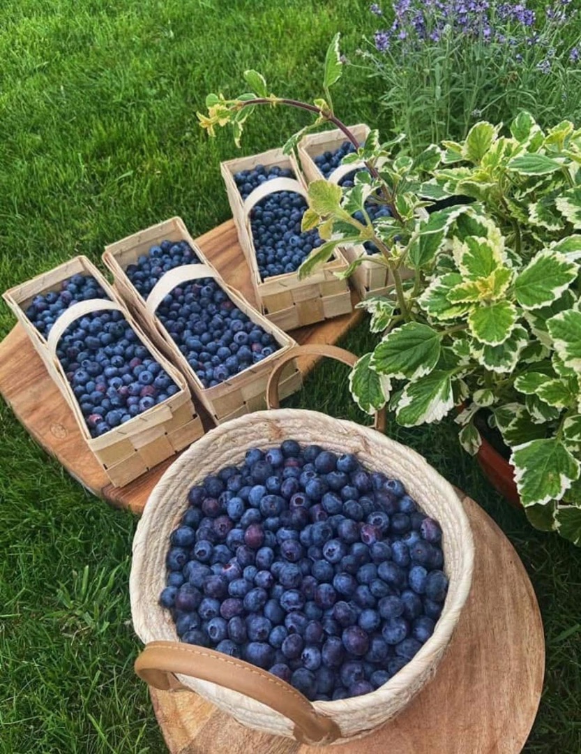 Arándanos directamente de una plantación local, orgánicos, sin pulverizar