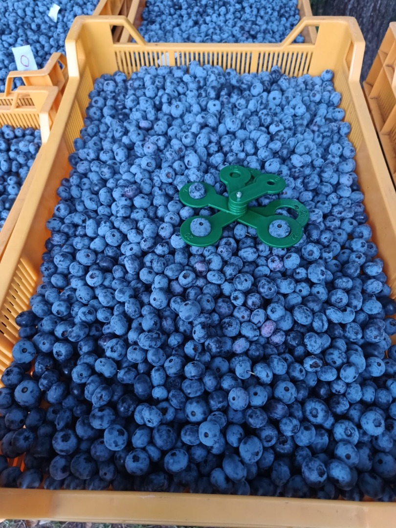 Arándanos frescos 100 % orgánicos con certificados GG, GRASP y ecológicos