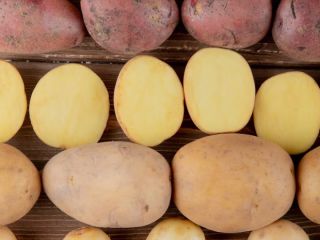 Papas albanesas frescas: la temporada comienza en 3 meses.