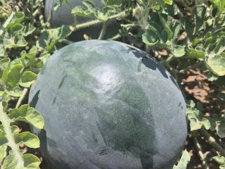 Español Sandía fresca de Lorca (Murcia), cultivada bajo el