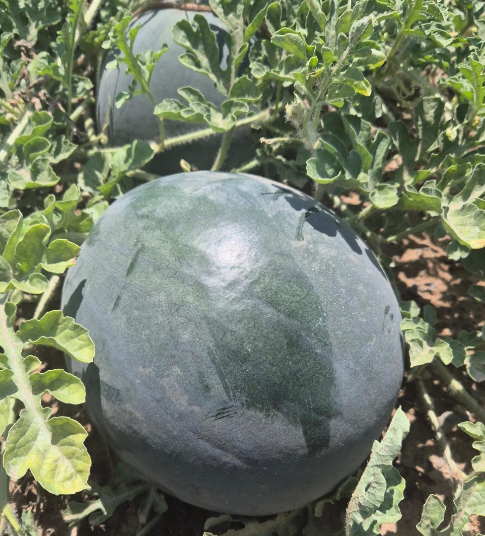 Español Sandía fresca de Lorca (Murcia), cultivada bajo el sol mediterráneo