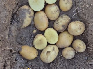 Somos productores de papas de las variedades Agata y