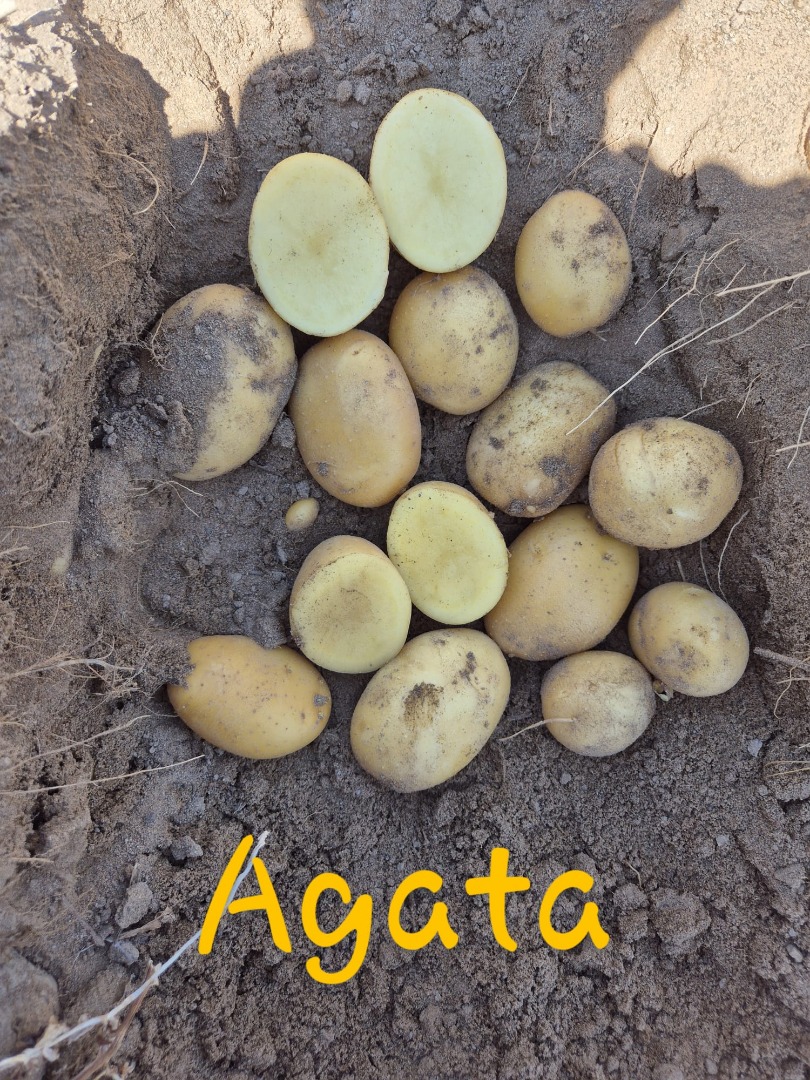Somos productores de papas de las variedades Agata y Konkordt de alta calidad