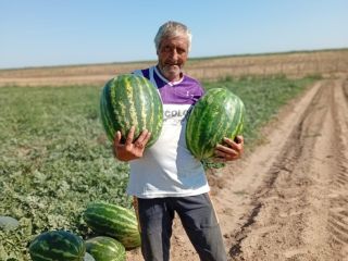 Vendo sandías de las variedades Lusitana Arashan y Morgan,