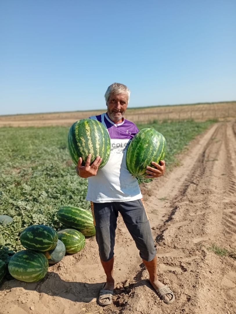 Vendo sandías de las variedades Lusitana Arashan y Morgan, dulces y jugosas, nos puedes encontrar en Daneti, distrito de Dolj, grandes cantidades disponibles