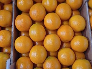 Raees Group presenta la naranja: ¡una fruta deliciosa con
