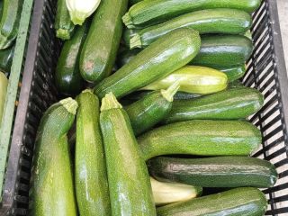 Calabacín en venta Varias variedades de Landa fresco En