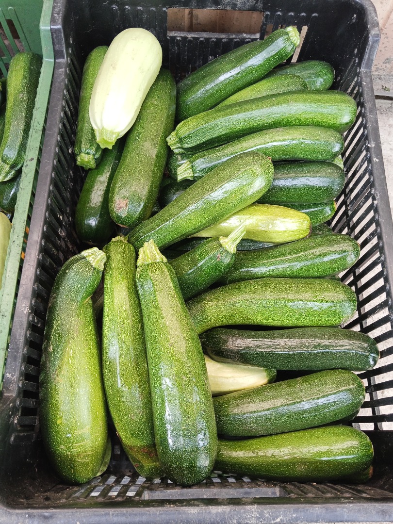 Calabacín en venta Varias variedades de Landa fresco En cuanto al tamaño, más pequeño o más grande depende de las necesidades