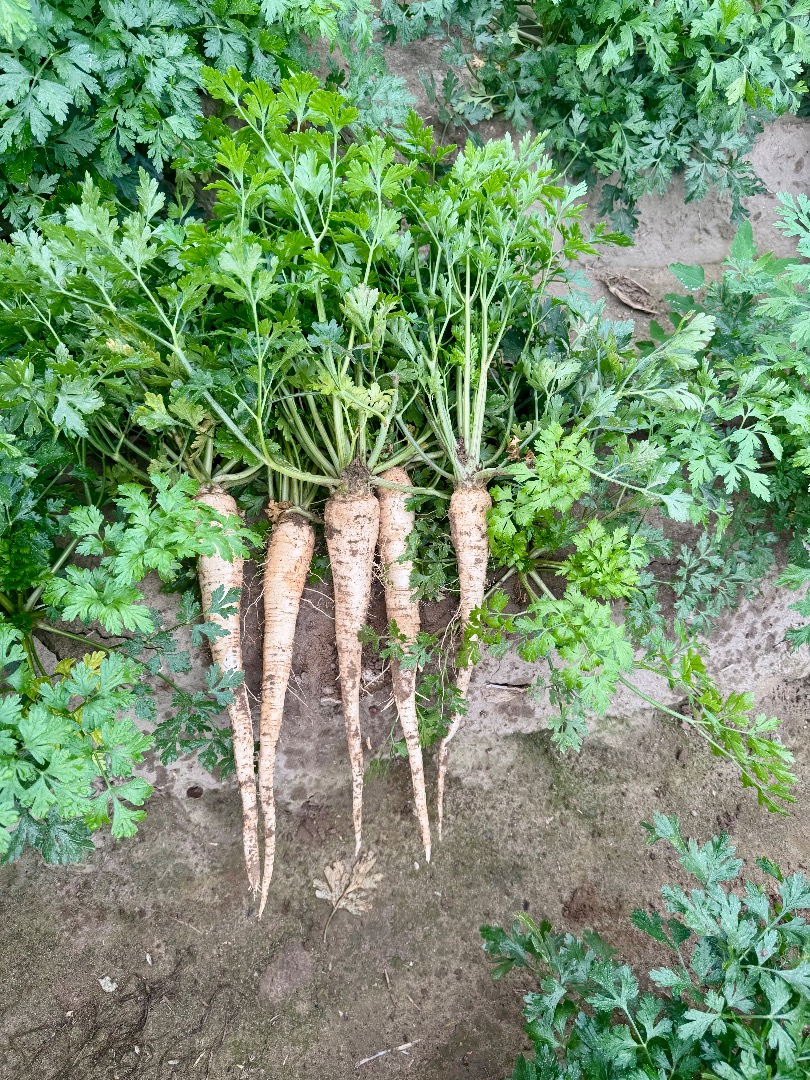 Tengo perejil largo muy bonito para la venta