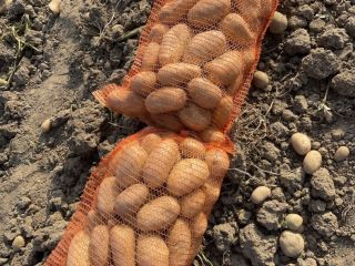 Las patatas se venden al por mayor en palés