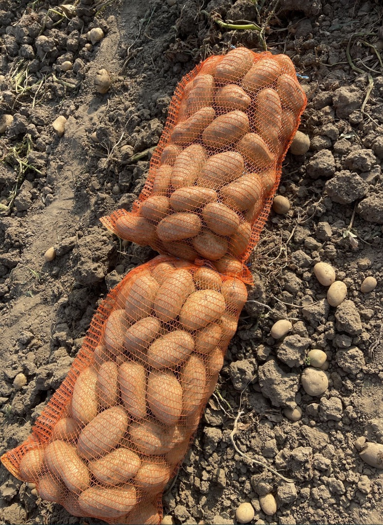Las patatas se venden al por mayor en palés de 25 kg netos o big bags de 1000 kg