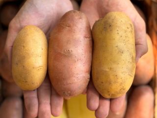 Las patatas son Red Lady, Queen Anne y Prada.