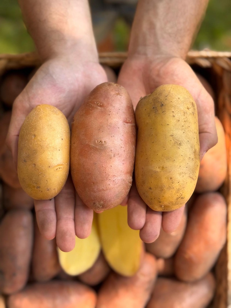 Las patatas son Red Lady, Queen Anne y Prada