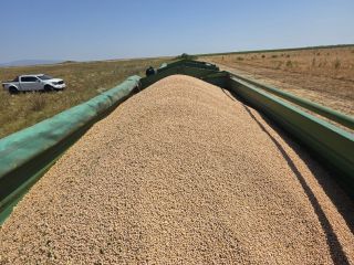 GARBANZOS A GRANEL EN VENTA – CALIDAD PREMIUM Ofrecido
