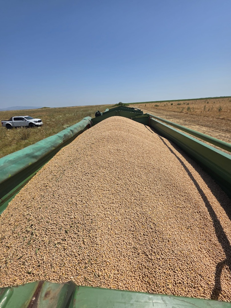 GARBANZOS A GRANEL EN VENTA – CALIDAD PREMIUM Ofrecido por: EUROTRANS CEREALE SRL Entrega desde Rumania | Transporte asegurado a pedido Características del