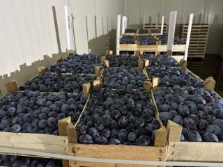 CIRUELAS FRESCAS PITESTEANCA, LEPOTITA, KABARDINCA. ORIGEN MOLDAVIA. EXW