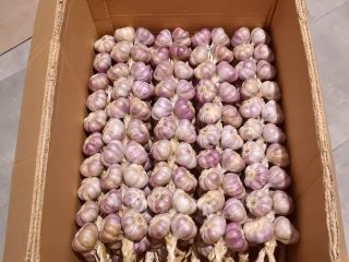 Si buscas ajo polaco auténtico y aromático, ¡has llegado