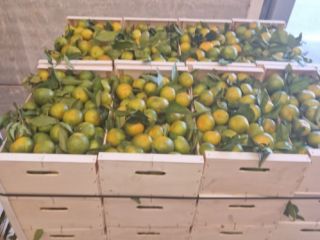 Tenemos mandarinas Satsumas (Iwasakis, okitsus, satsumas). Estas son las