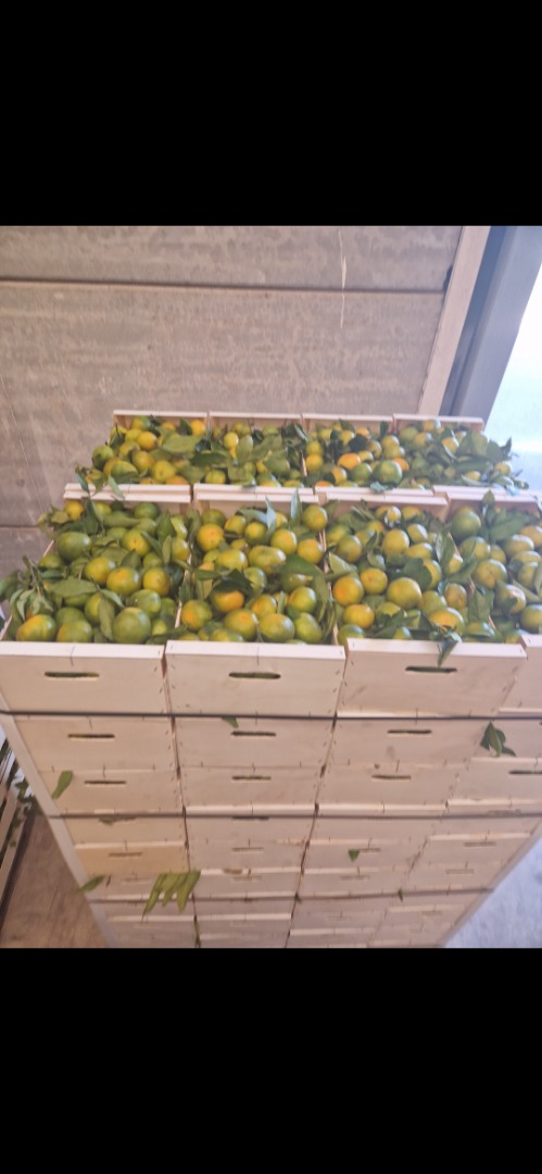 Tenemos mandarinas Satsumas (Iwasakis, okitsus, satsumas)