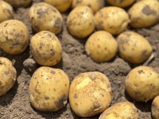 Le invitamos a comprar patatas polacas frescas de nuestra