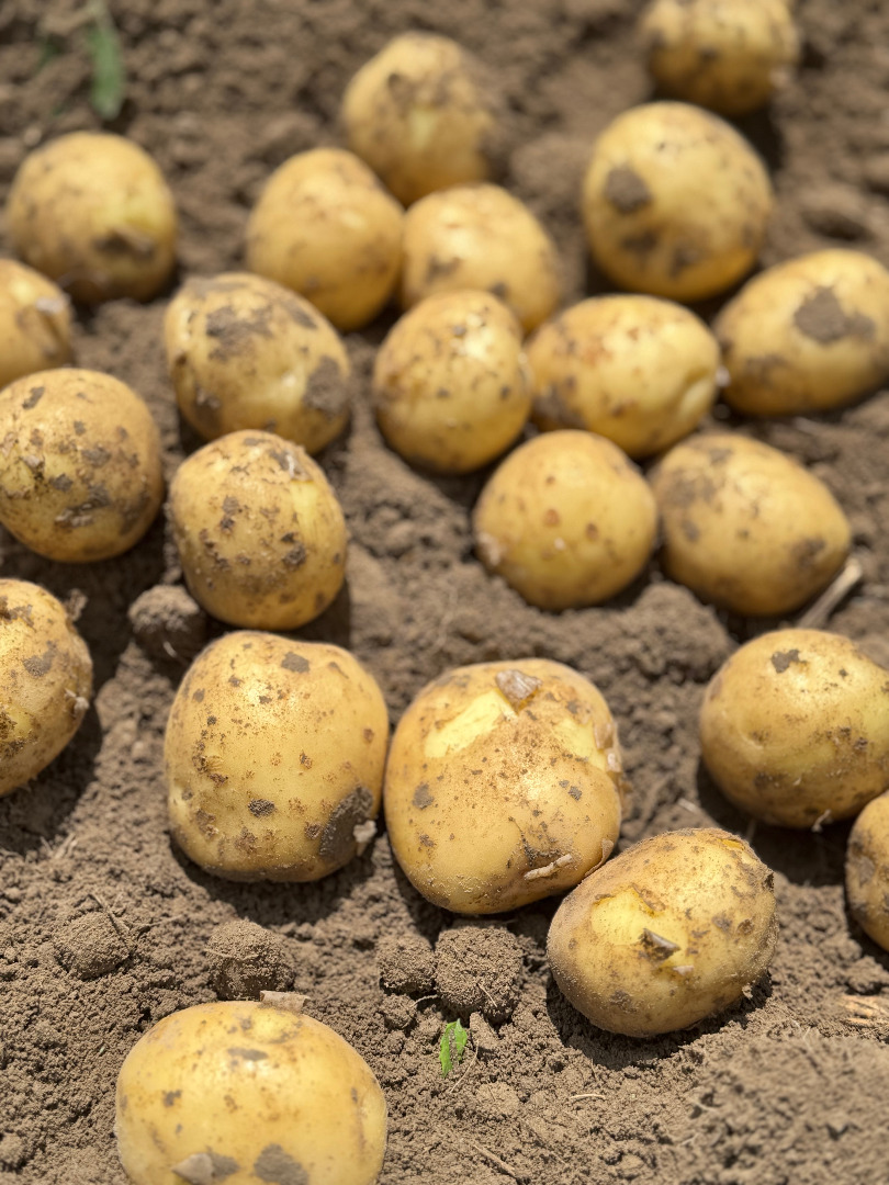 Le invitamos a comprar patatas polacas frescas de nuestra granja
